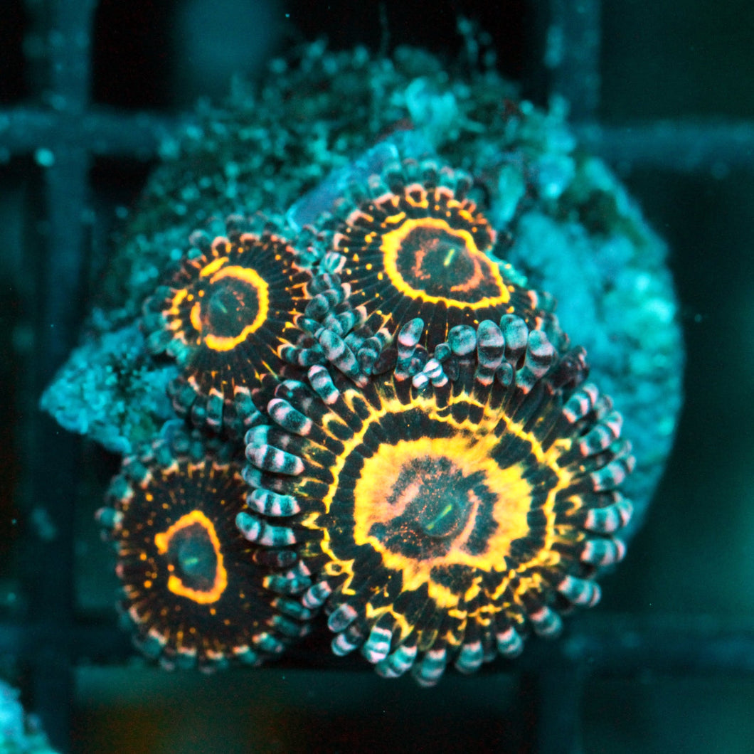 STRATOSPHERE ZOAS-023