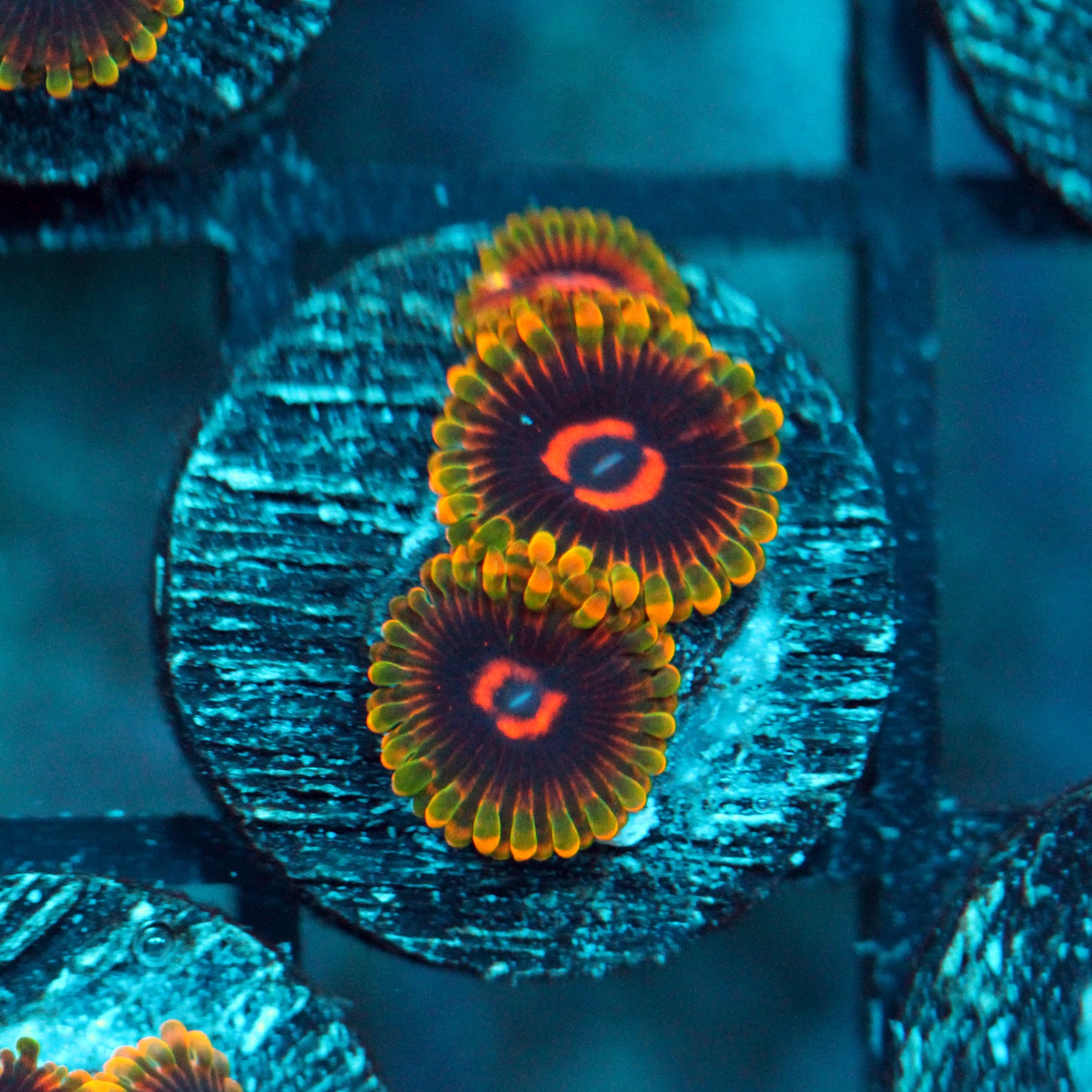 Zoanthids – Tagged 