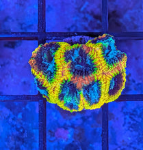 Load image into Gallery viewer, CORAL PACKAGE FOR COREY 6 ITEMS
