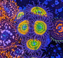 Load image into Gallery viewer, CORAL PACKAGE FOR COREY 6 ITEMS
