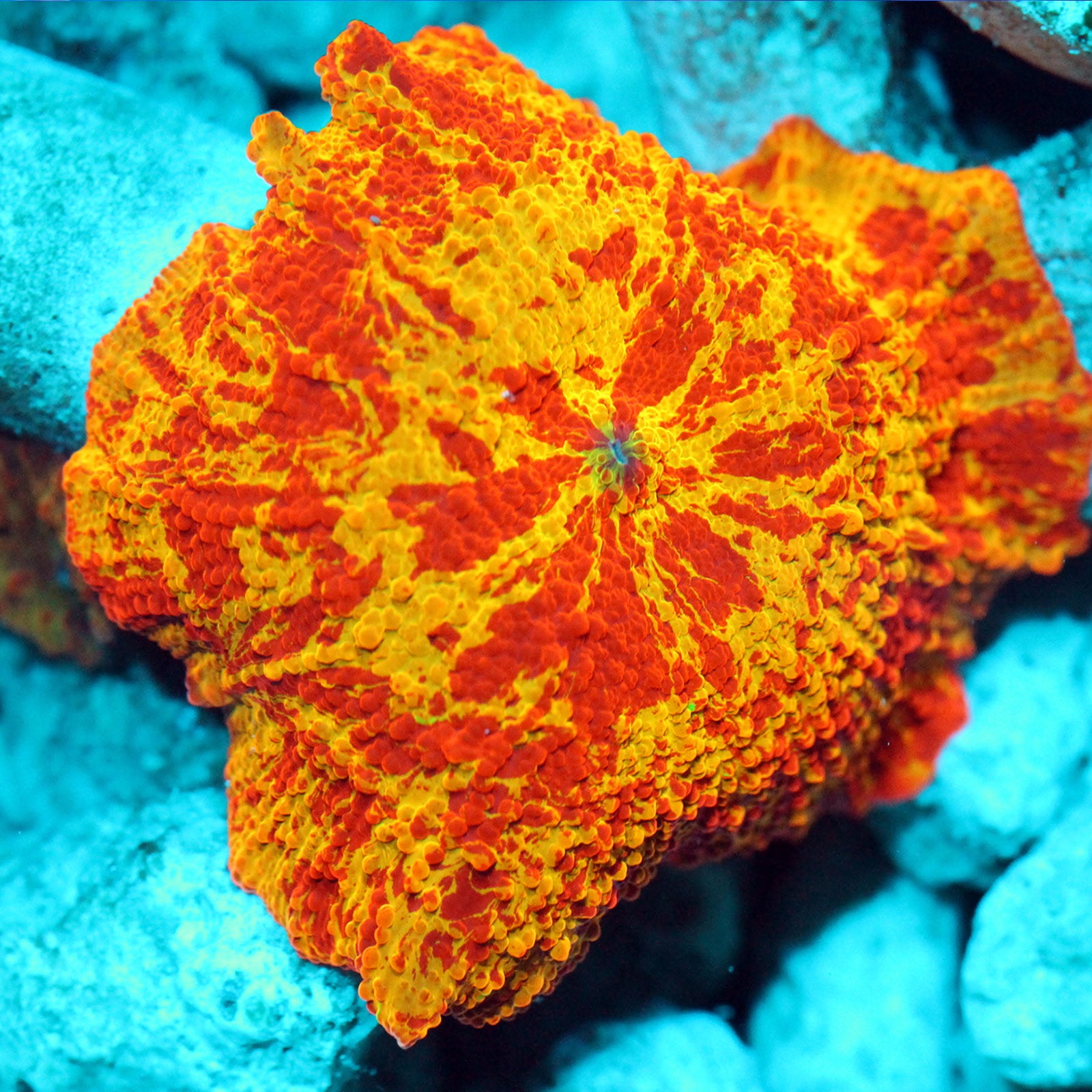 Killers Corals – Killer Corals