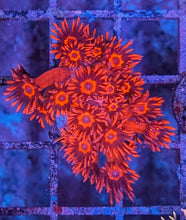 Load image into Gallery viewer, CORAL PACKAGE FOR COREY 6 ITEMS
