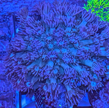 Load image into Gallery viewer, CORAL PACKAGE FOR COREY 6 ITEMS
