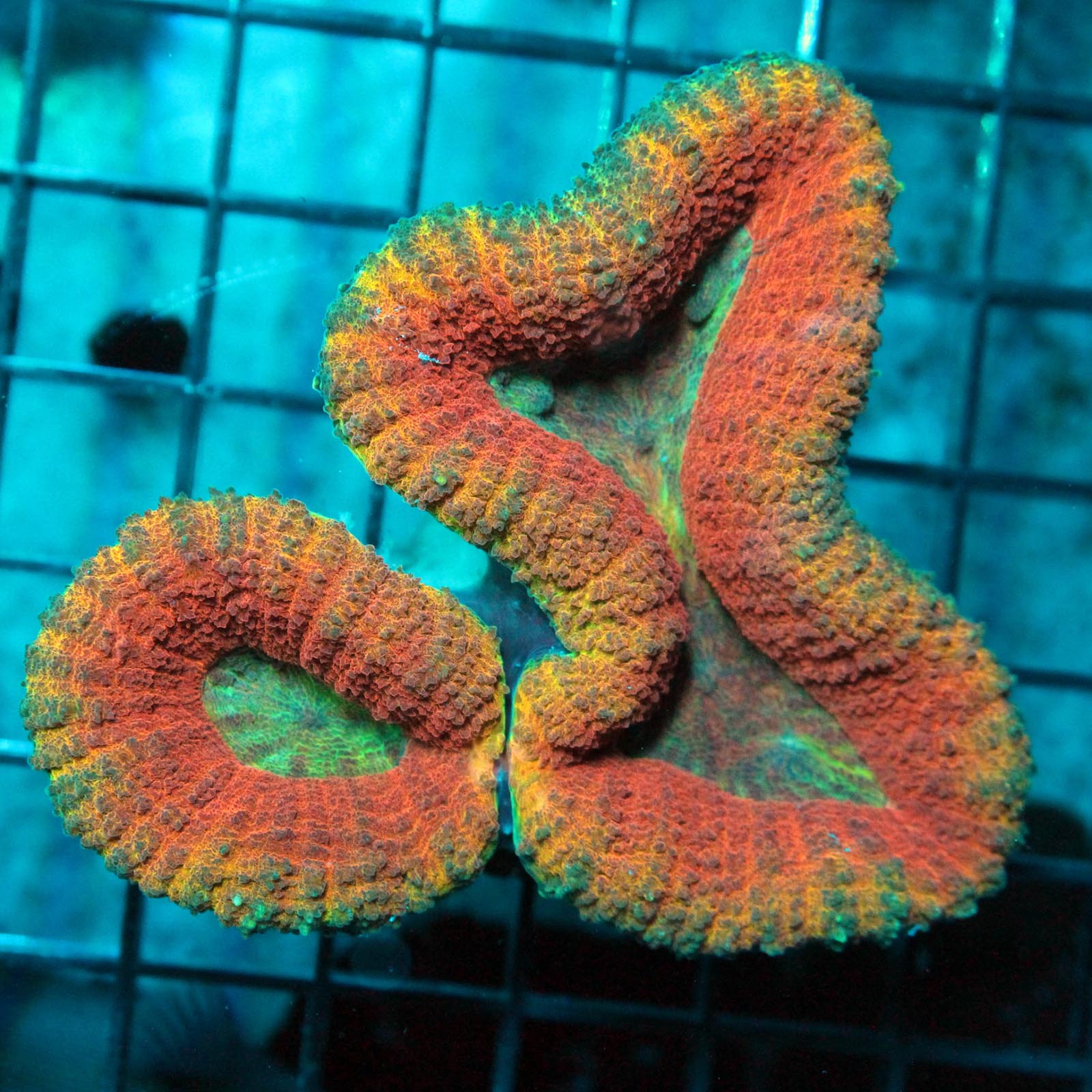 Products – Killer Corals