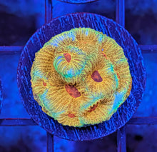 Load image into Gallery viewer, CORAL PACKAGE FOR COREY 6 ITEMS
