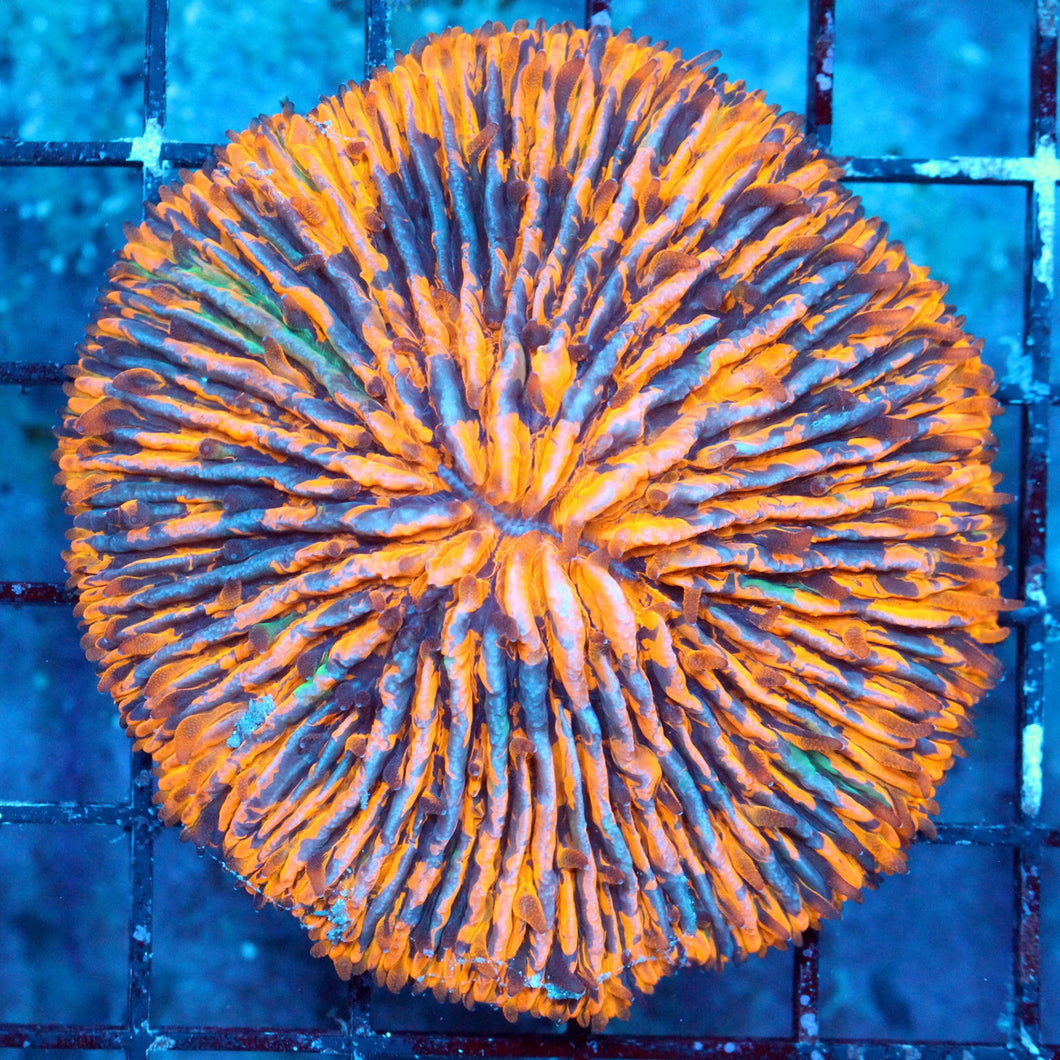Splatter Plate Fungia